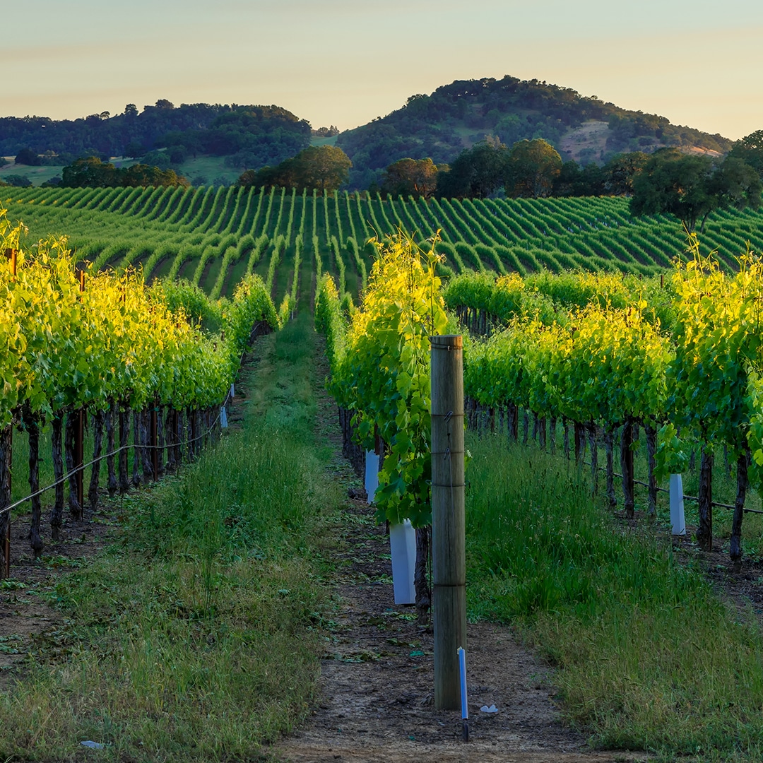 Getaway to Napa